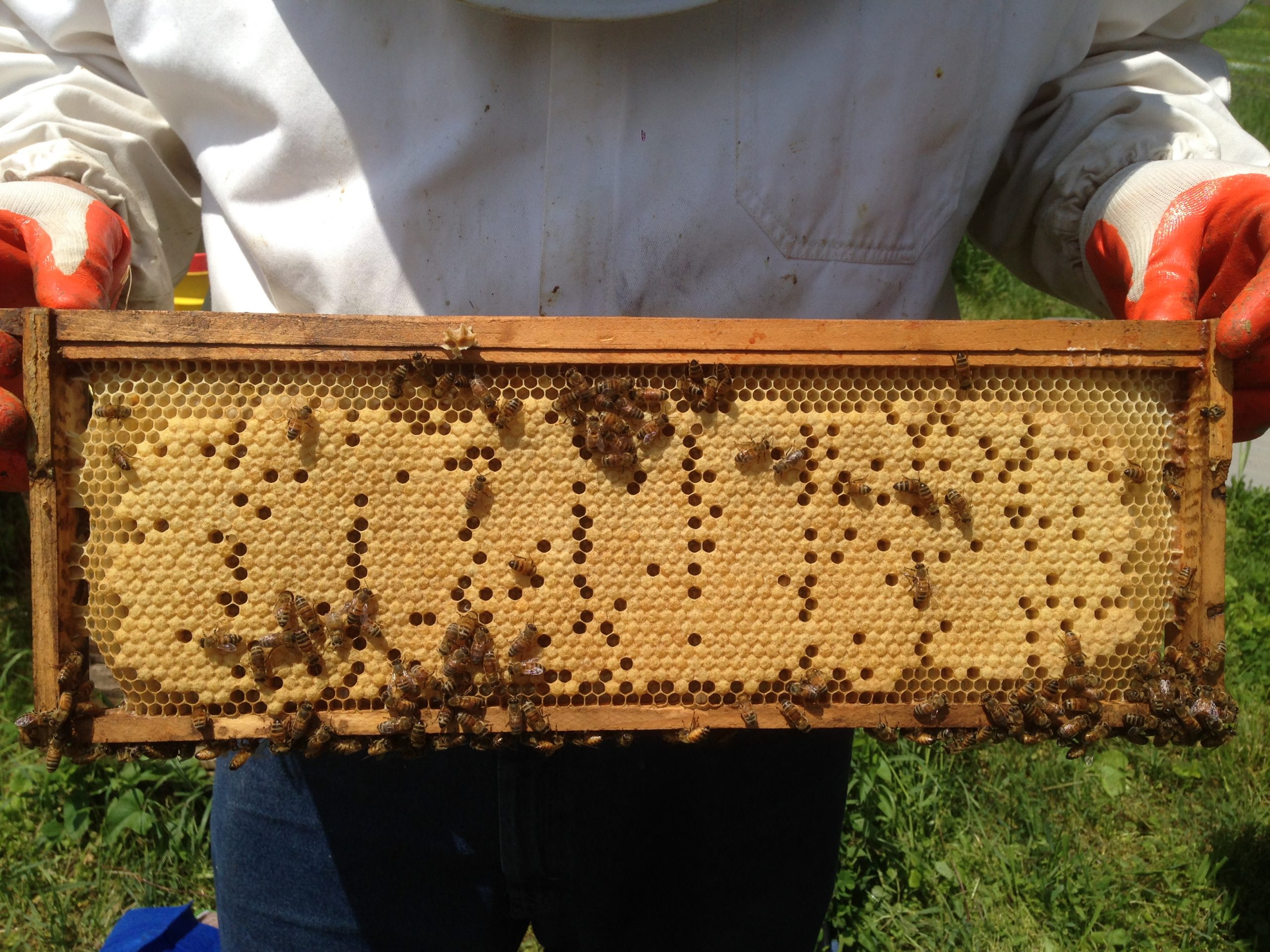 medium brood frame – Beekdaddy Beekeeping